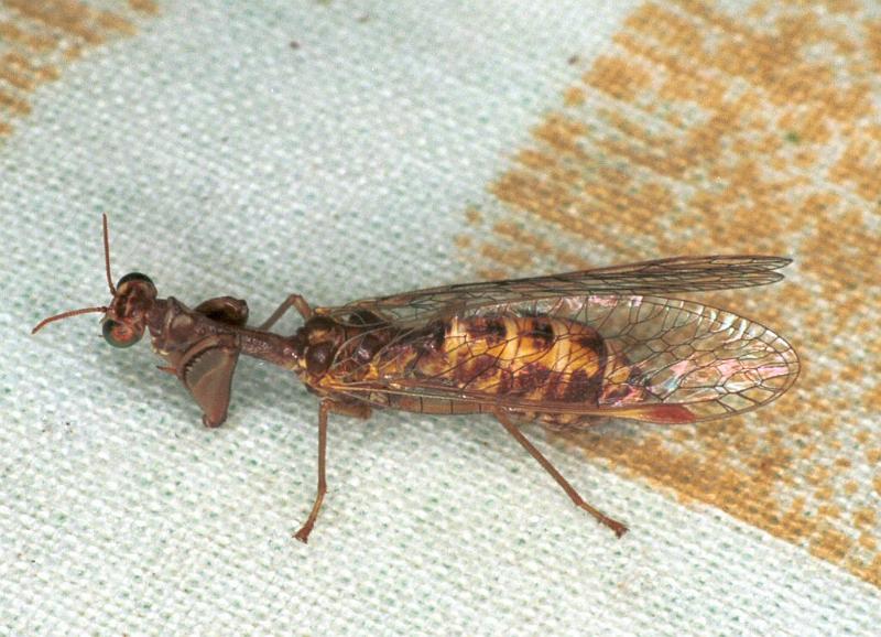 Mantispa_styriaca_F2206_Z_86_Les Gris_Frankrijk.jpg